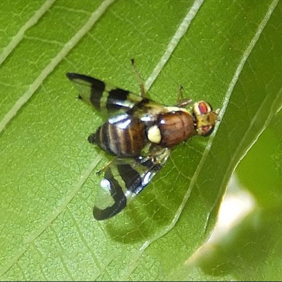Rhagoletis completa